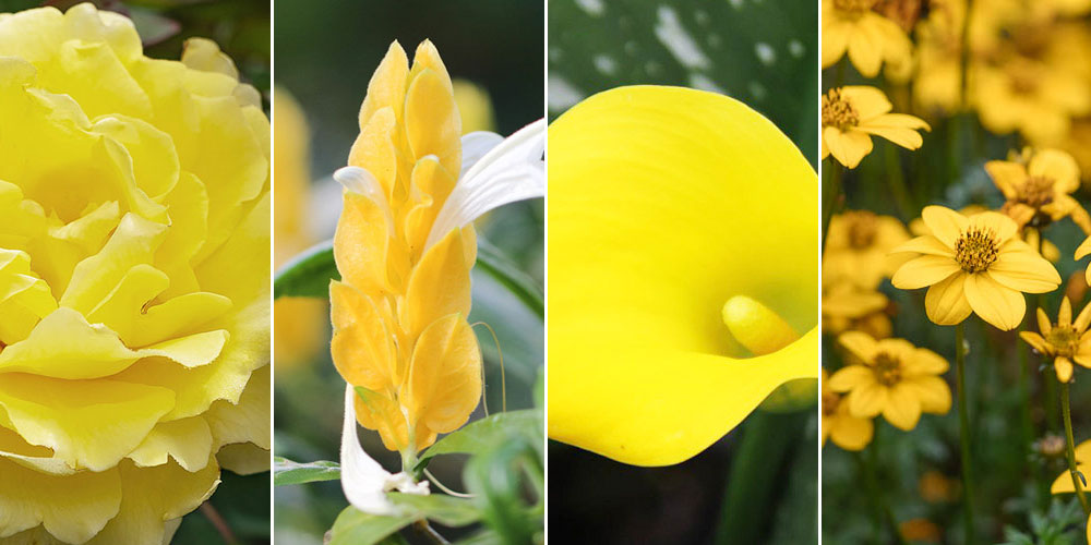 φυτα με κιτρινα λουλουδια