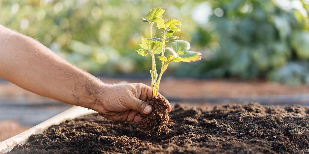 κηπουρικη no dig gardening