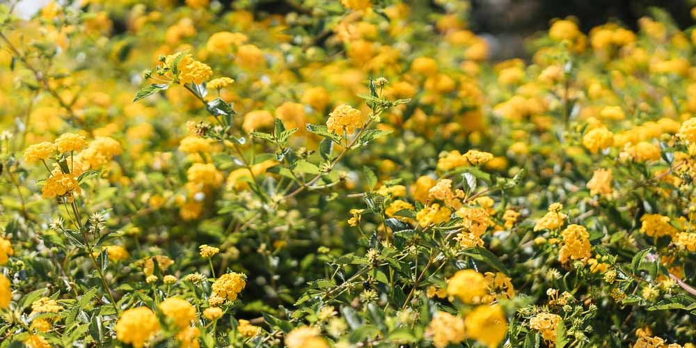 λαντανα κιτρινα λουλουδια φροντιδα