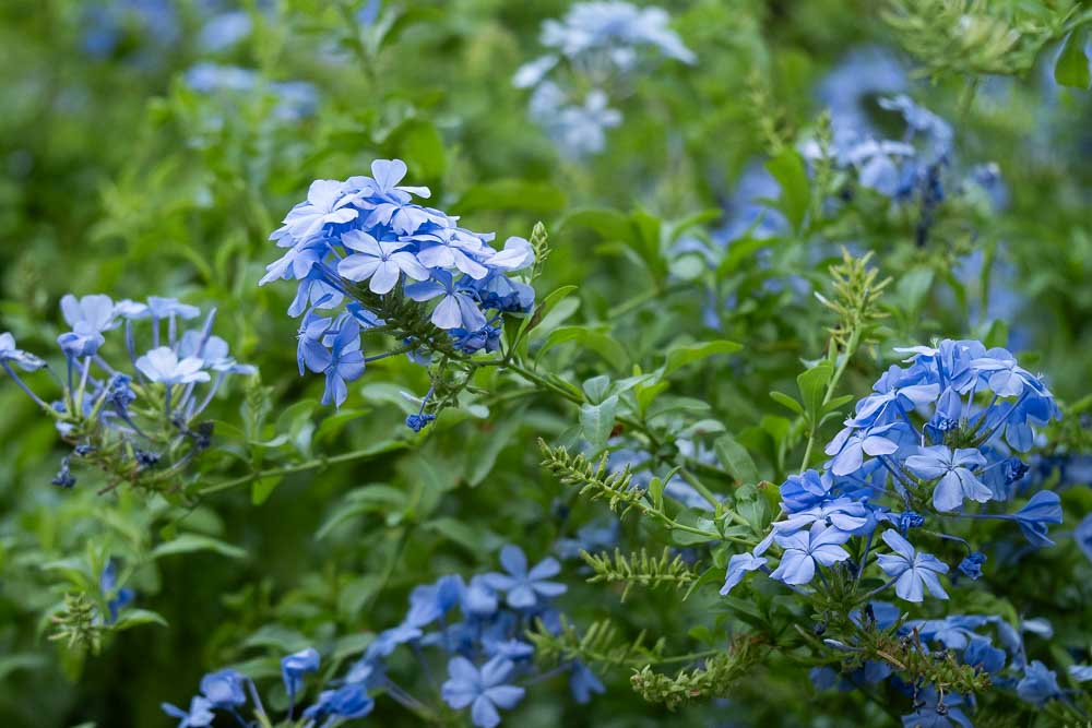 Blue hydrangea blossoms clustered together in a green garden setting.