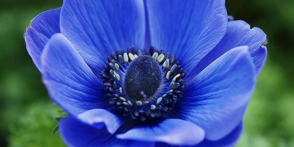 ανεμωνη μπλε λουλουδια