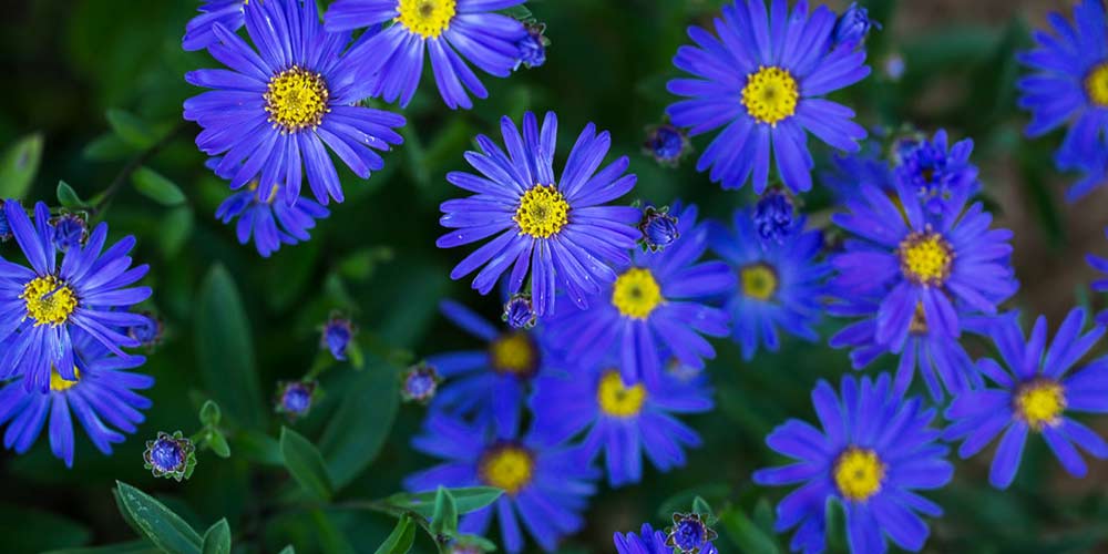 αστερ μπλε λουλουδια