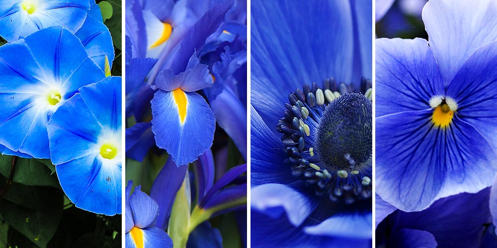 φυτα με μπλε λουλουδια