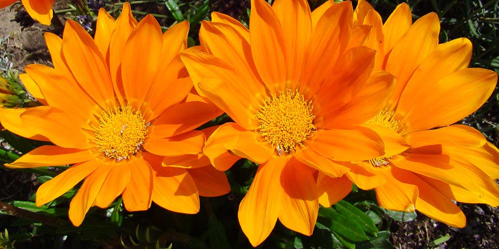γκαζανια πορτοκαλι λουλουδια