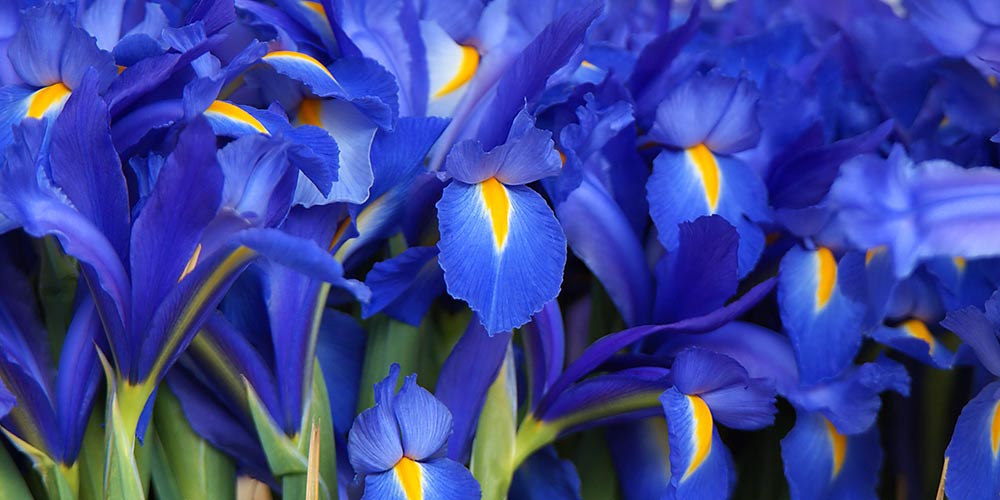 ιριδα μπλε λουλουδια