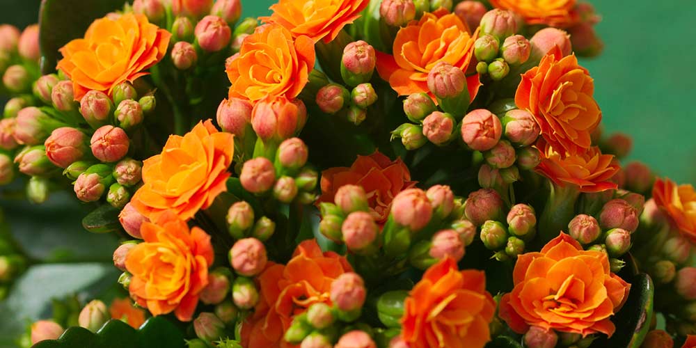 καλαγχοη πορτοκαλι λουλουδια