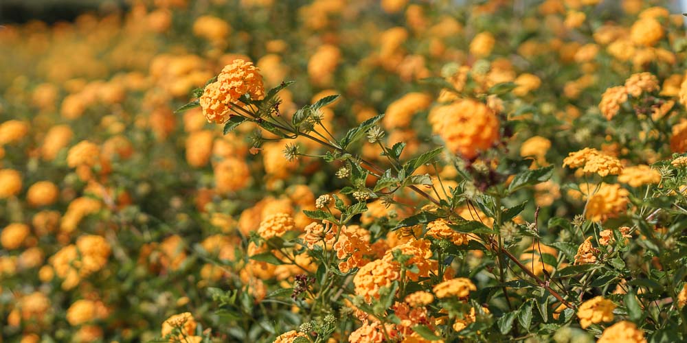 λαντανα πορτοκαλι λουλουδια