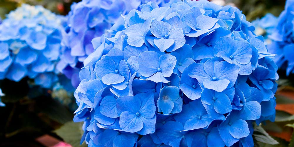 ορτανσια μπλε λουλουδια