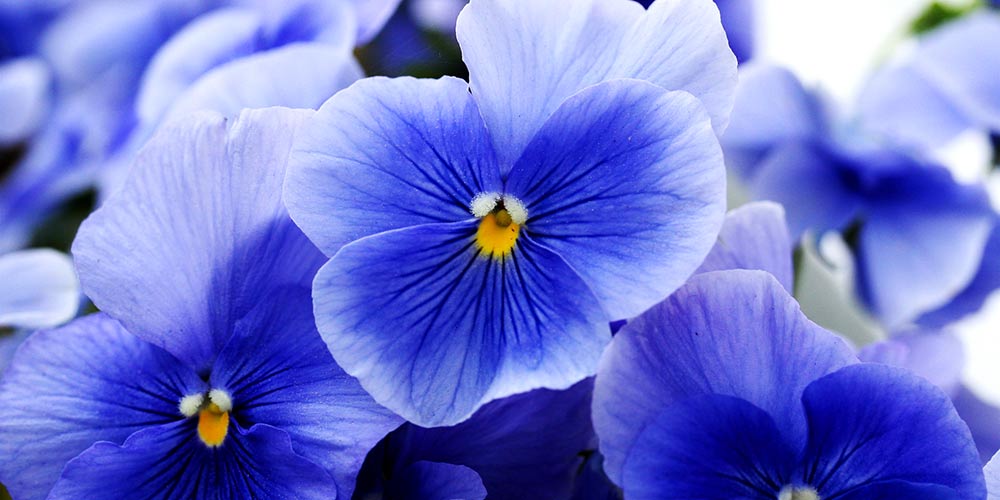 πανσεδες μπλε λουλουδια