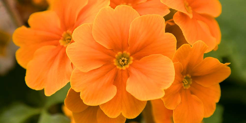 πριμουλα πορτοκαλι λουλουδια