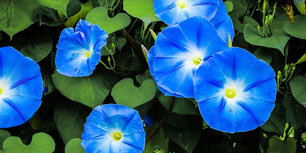 πρωινη χαρα μπλε λουλουδια