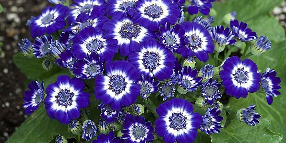 τζενεραλι σινεραρια μπλε λουλουδια