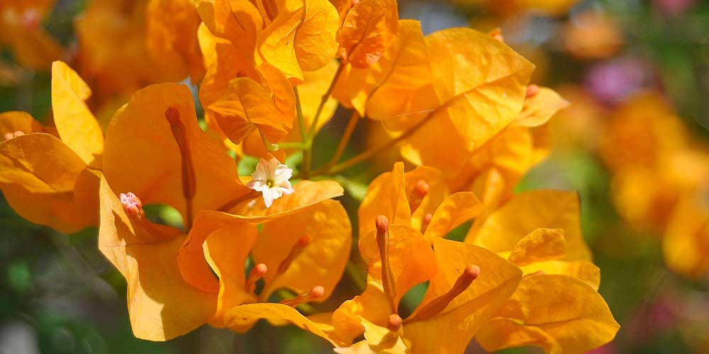 βουκαμβιλια πορτοκαλι λουλουδια