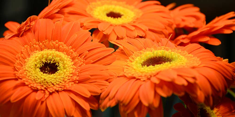 ζερμπερα πορτοκαλι λουλουδια