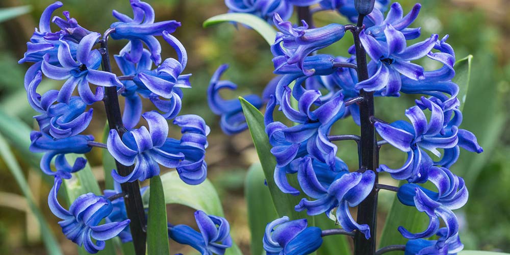 ζουμπουλι υακινθος μπλε λουλουδια