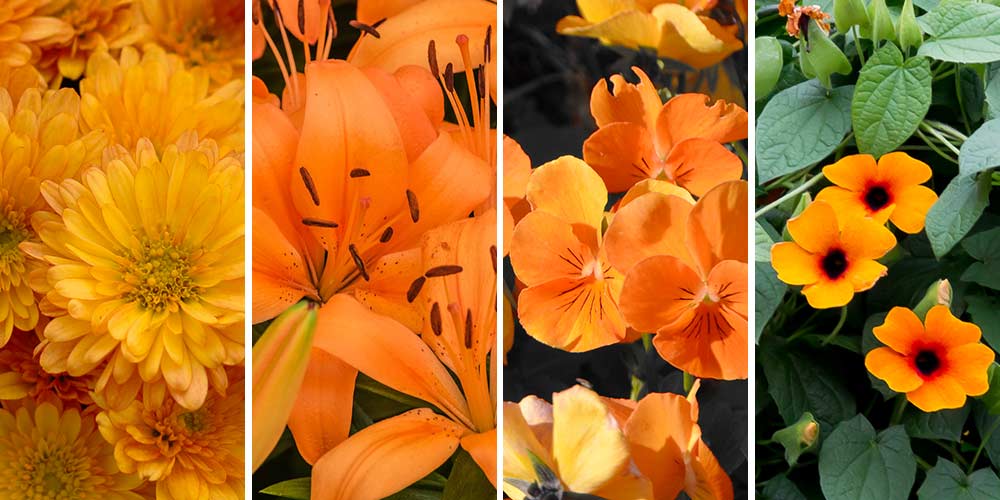 φυτα με πορτοκαλι λουλουδια