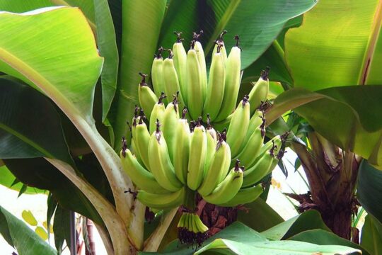 μπανανια καλλιεργεια φυτευση