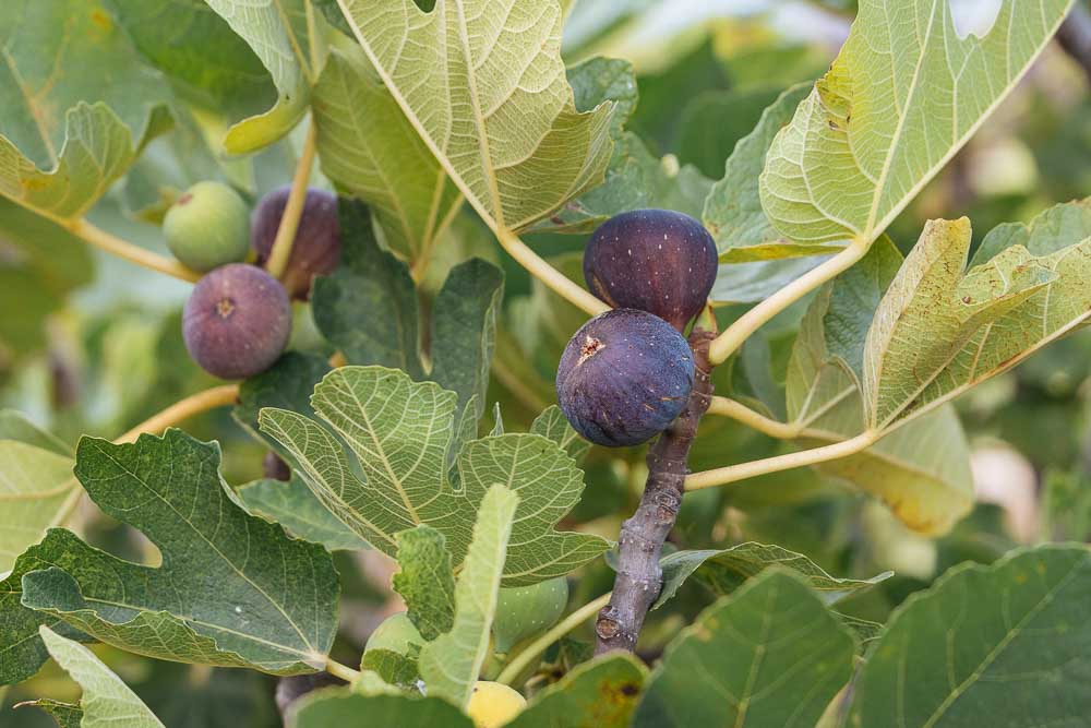 ποτε ωριμαζουν τα συκα