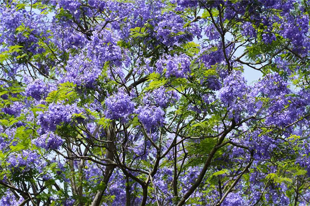 jacaranda γιακαραντα μπλε ακακια