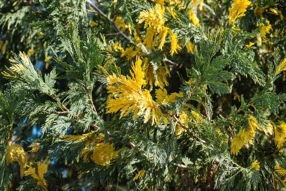 καλοκεδρος πανασε