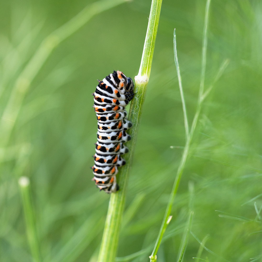 Papilio machaon καμπια