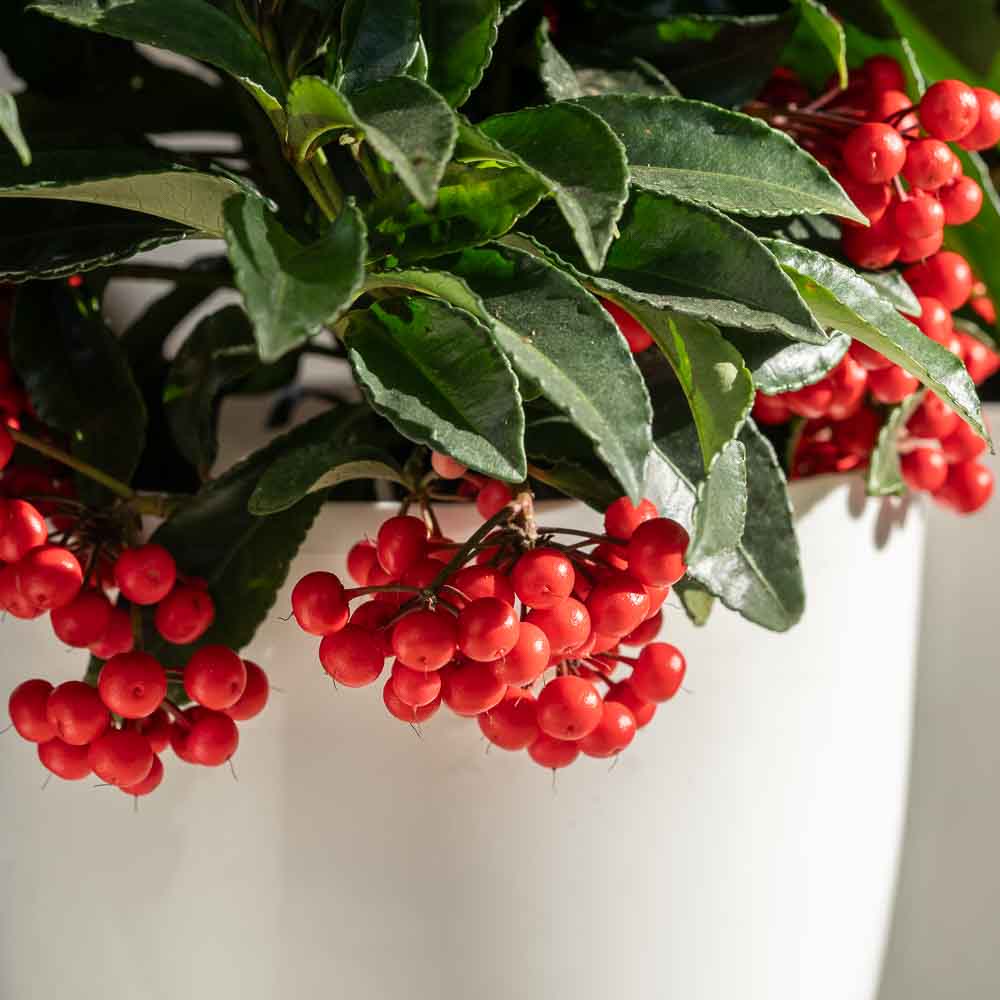 ardisia crenata φροντιδα