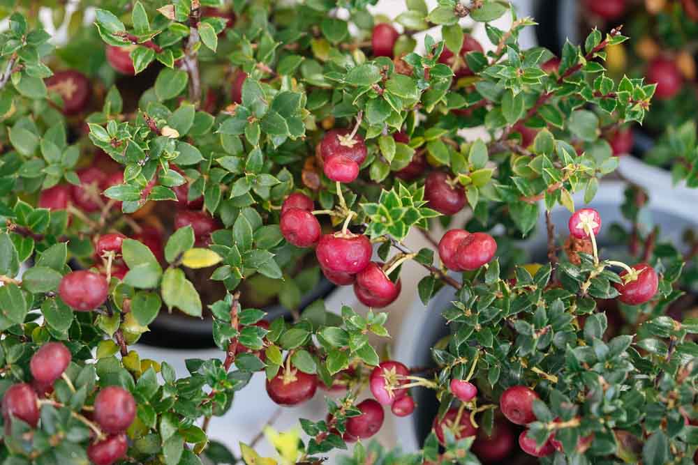 gaultheria γκαουλθερια φροντιδα