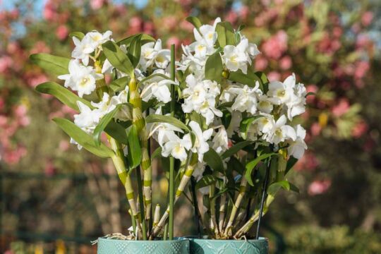 ορχιδεα δεντροβιουμ φροντιδα dendrobium