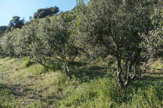 πυκνη φυτευση ελιας