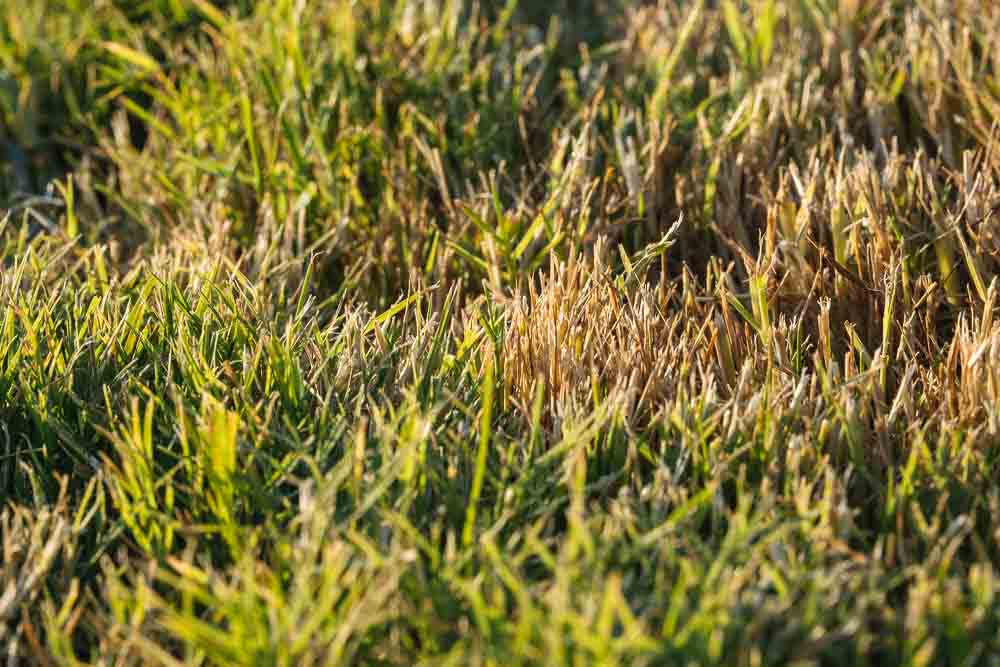 γιατι κιτρινιζει το γκαζον