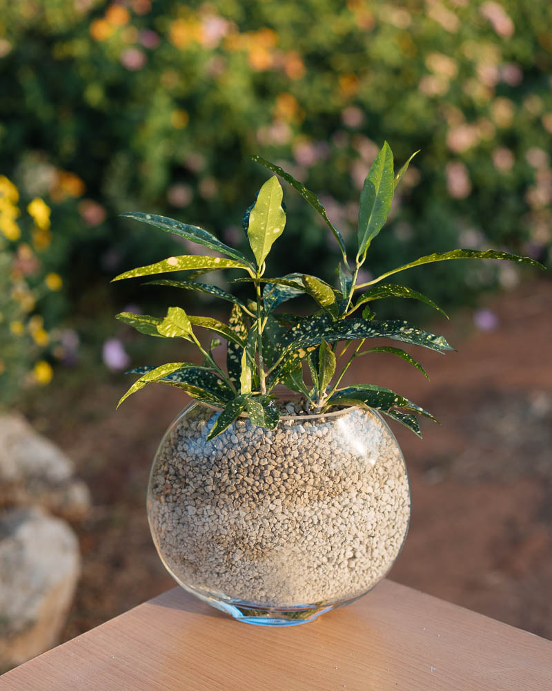 κοκκοι φυτευσης και αποστραγγισης granuplant