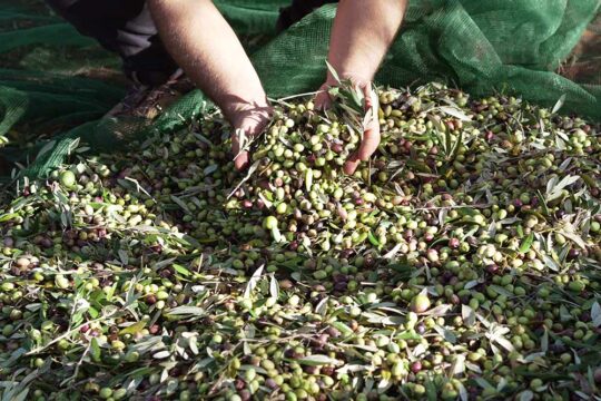 τι κανουμε μετα το μαζεμα της ελιας