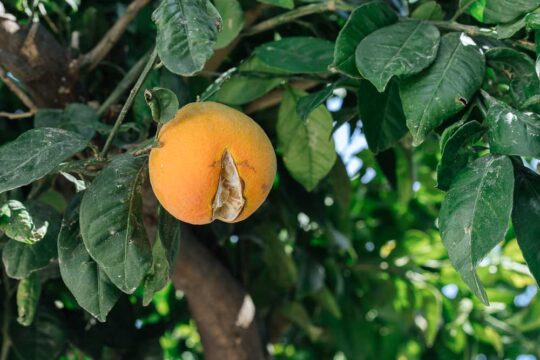 γιατι σκανε τα πορτοκαλια