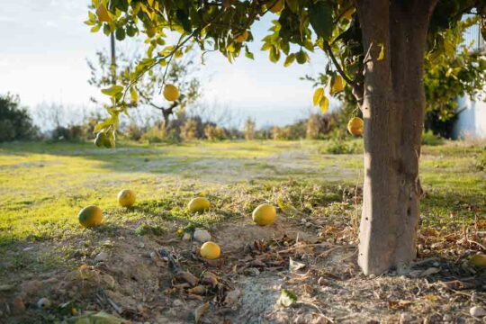 γιατι πεφτουν τα λεμονια