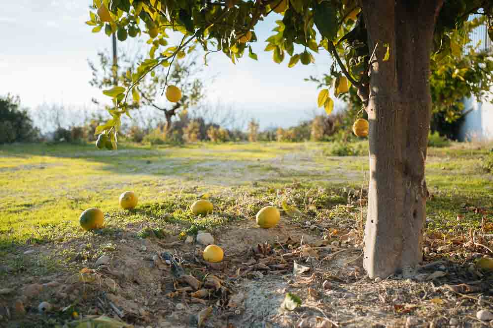 γιατι πεφτουν τα λεμονια