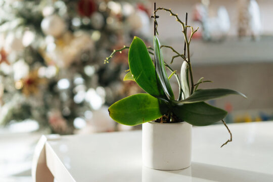 ορχιδεα πως θα ανθισει ξανα