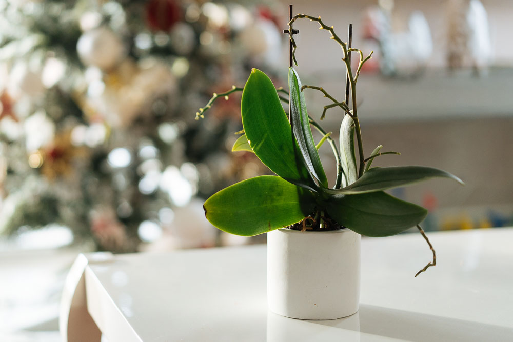 ορχιδεα πως θα ανθισει ξανα