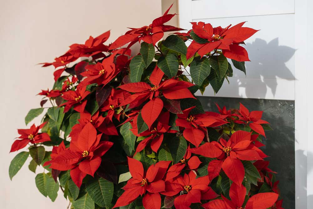 πως διατηρουμε το αλεξανδρινο μετα τις γιορτες