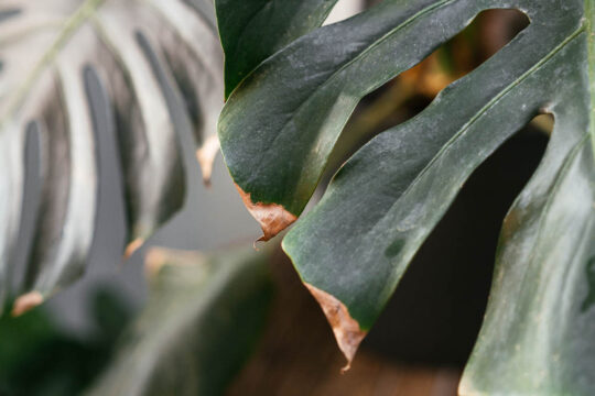 συχνοτερα προβληματα για τα φυτα εσωτερικου χωρου τον χειμωνα