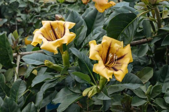 σολανδρα τροπικο φυτο με λουλουδια χρυσα κυπελλα