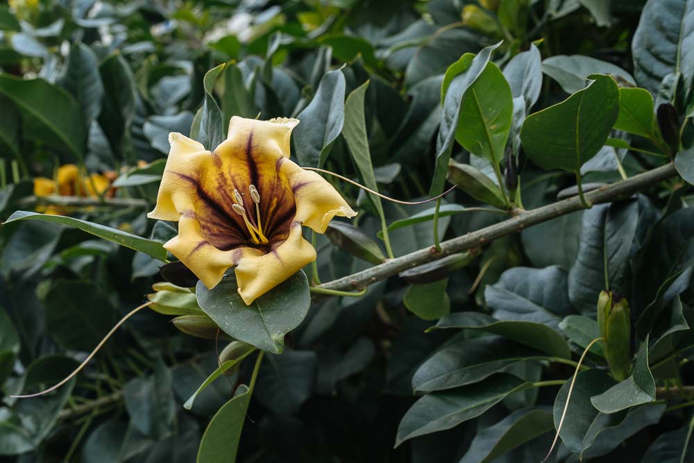 σολανδρα λουλουδι