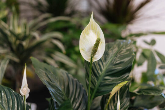 γιατι δεν ανθιζει το σπαθιφυλλο