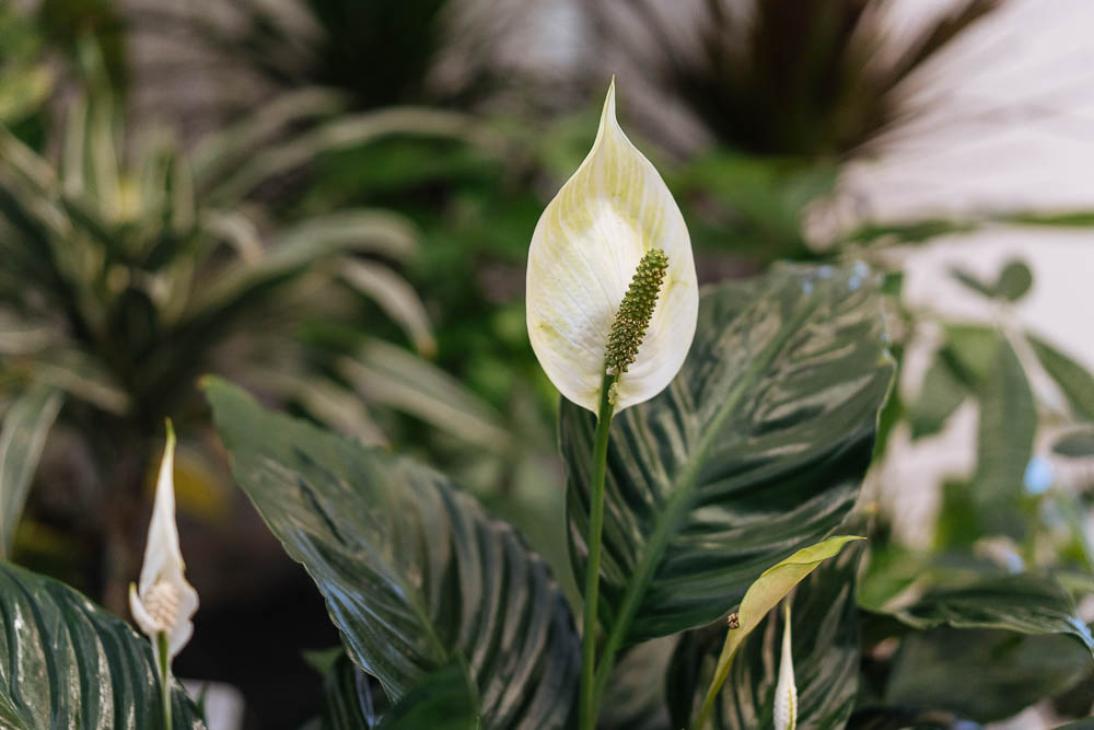 γιατι δεν ανθιζει το σπαθιφυλλο