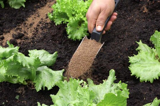 βαζουμε λιπασμα τον χειμωνα