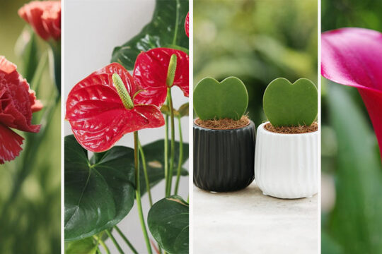 φυτα λουλουδια αγιου βαλεντινου