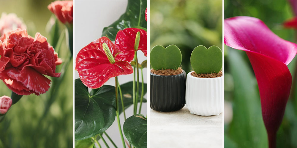 Τα 7 πιο ρομαντικά φυτά για την ημέρα του Αγίου Βαλεντίνου φυτα λουλουδια αγιου βαλεντινου