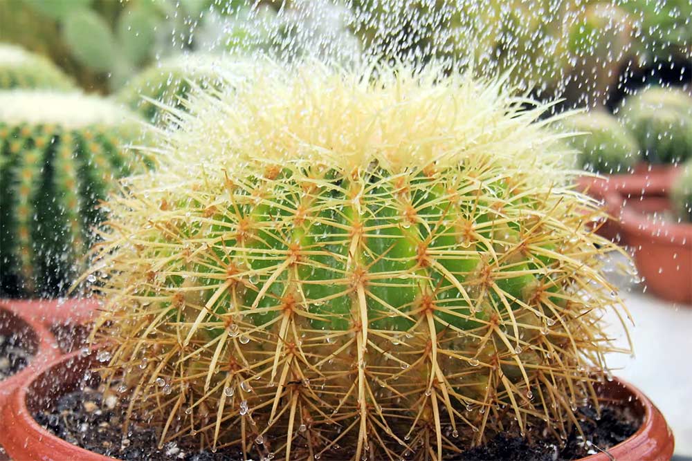 “Οι κάκτοι δε χρειάζονται πότισμα”: Μύθος ή αλήθεια; (+video) κακτοι ποτισμα