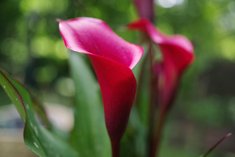 καλλα κοκκινη