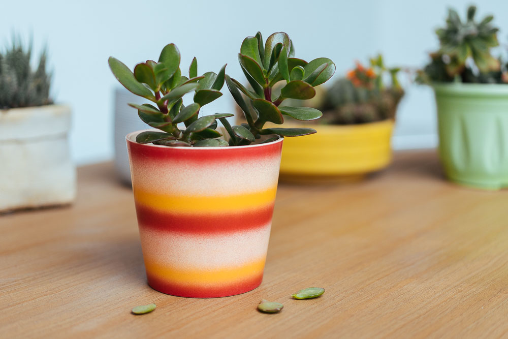 Κρασούλα: Γιατί πέφτουν τα φύλλα της κρασουλα γιατι πεφτουν τα φυλλα