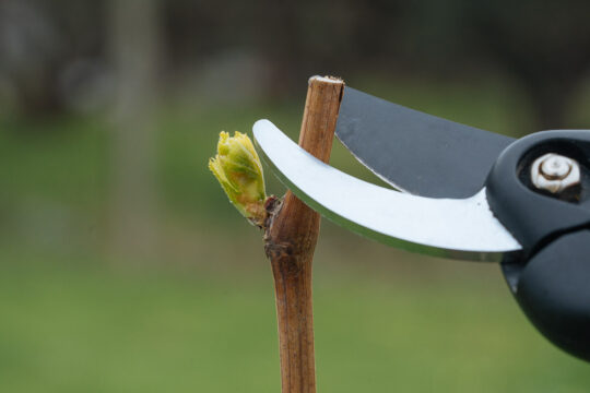 λαθη στο κλαδεμα